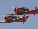 Swartkop_002 - Harvards taking off